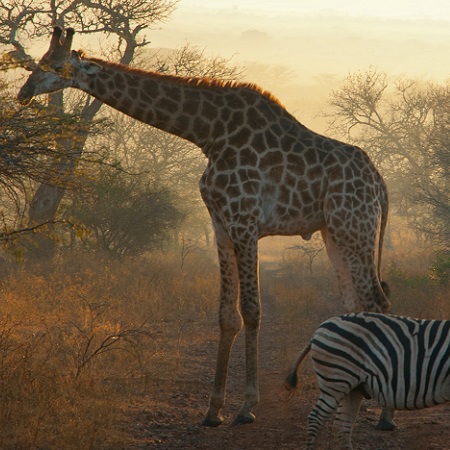 Tanzania safaris Packages